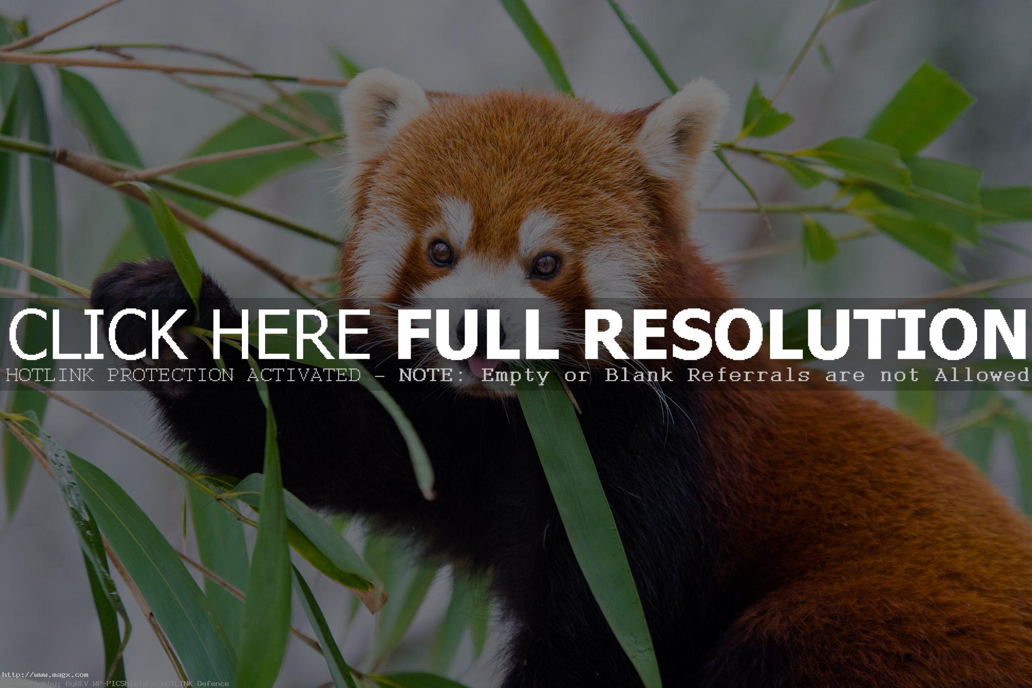 red panda Animals: Red Panda Facts and Photos