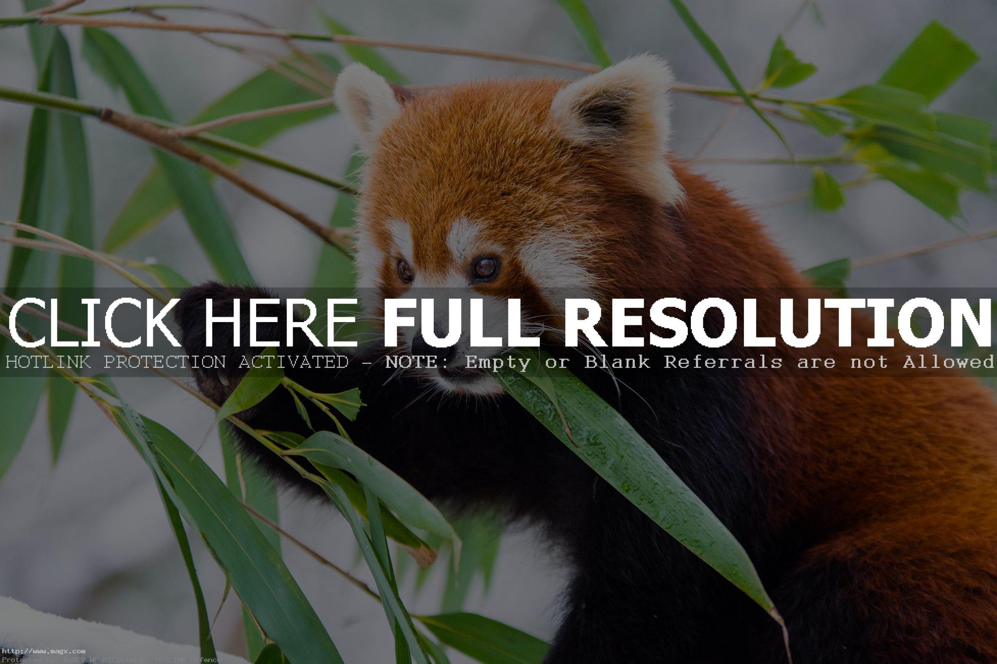 red panda1 Animals: Red Panda Facts and Photos