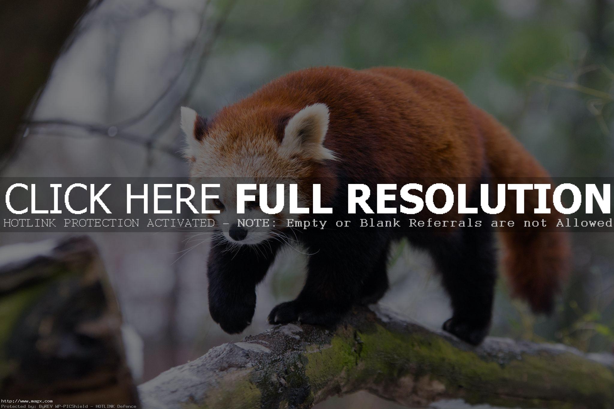 red panda10 Animals: Red Panda Facts and Photos