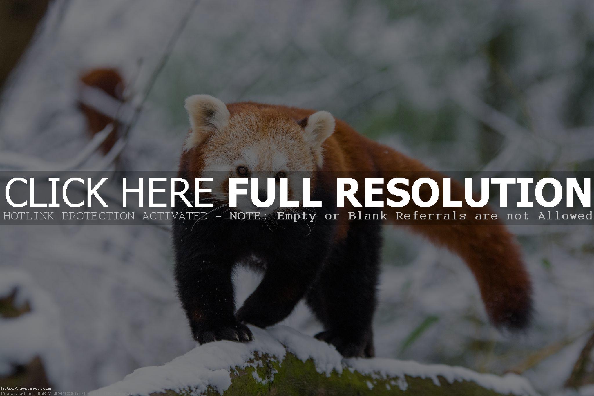 red panda13 Animals: Red Panda Facts and Photos