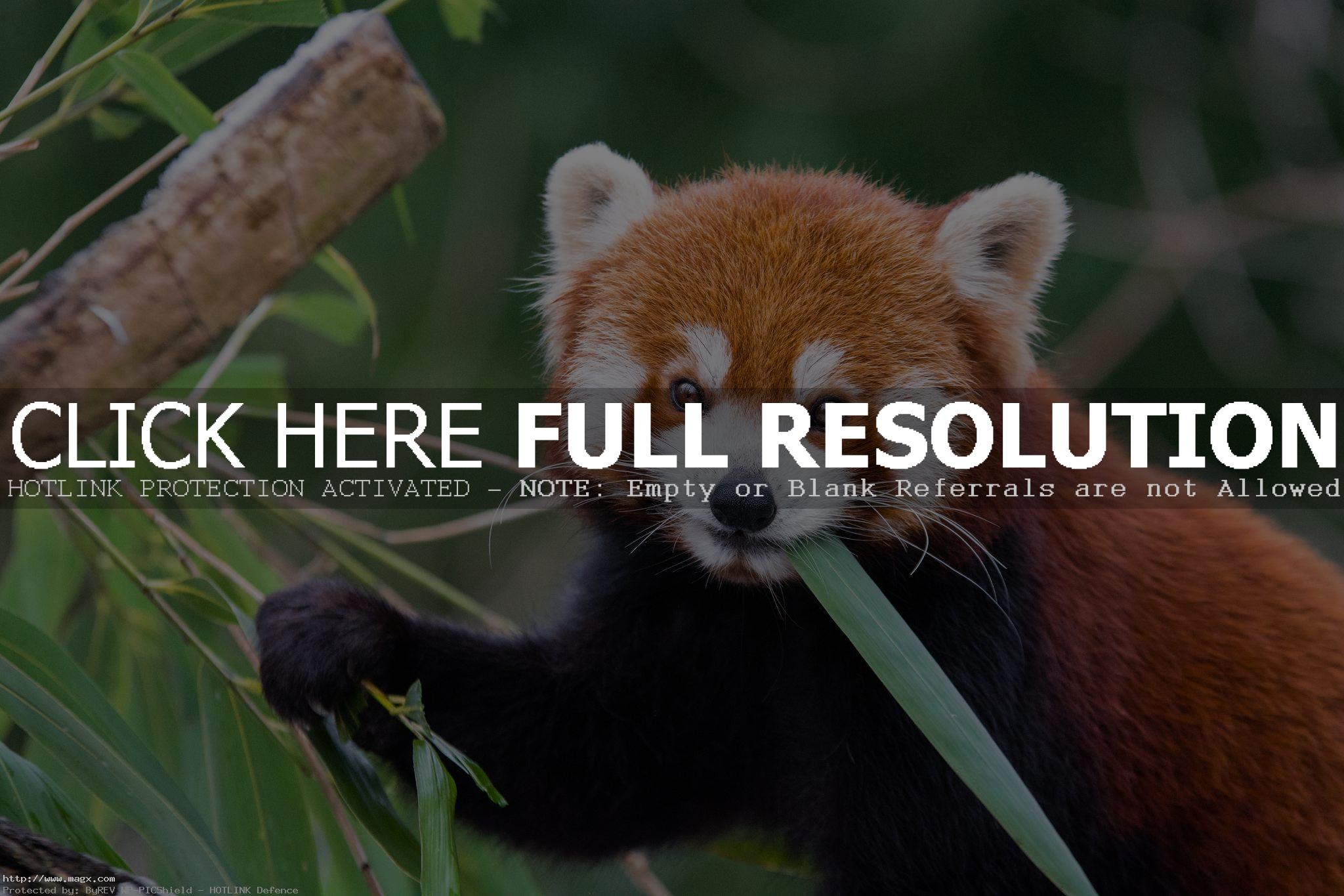 red panda2 Animals: Red Panda Facts and Photos