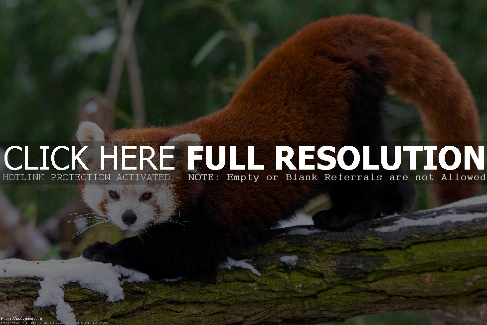 red panda3 Animals: Red Panda Facts and Photos