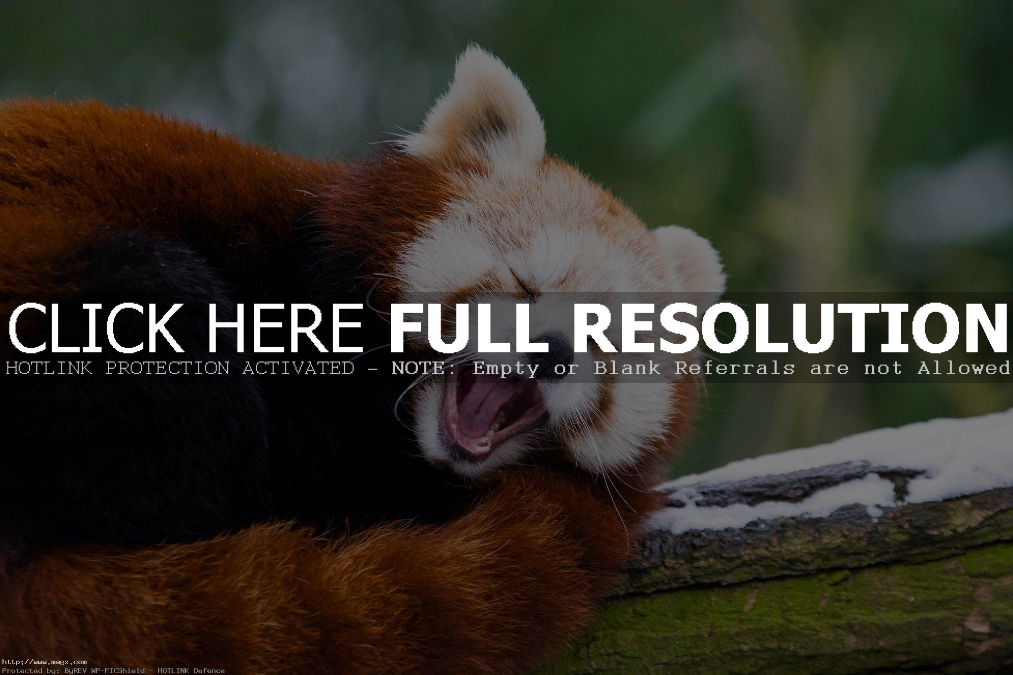 red panda4 Animals: Red Panda Facts and Photos