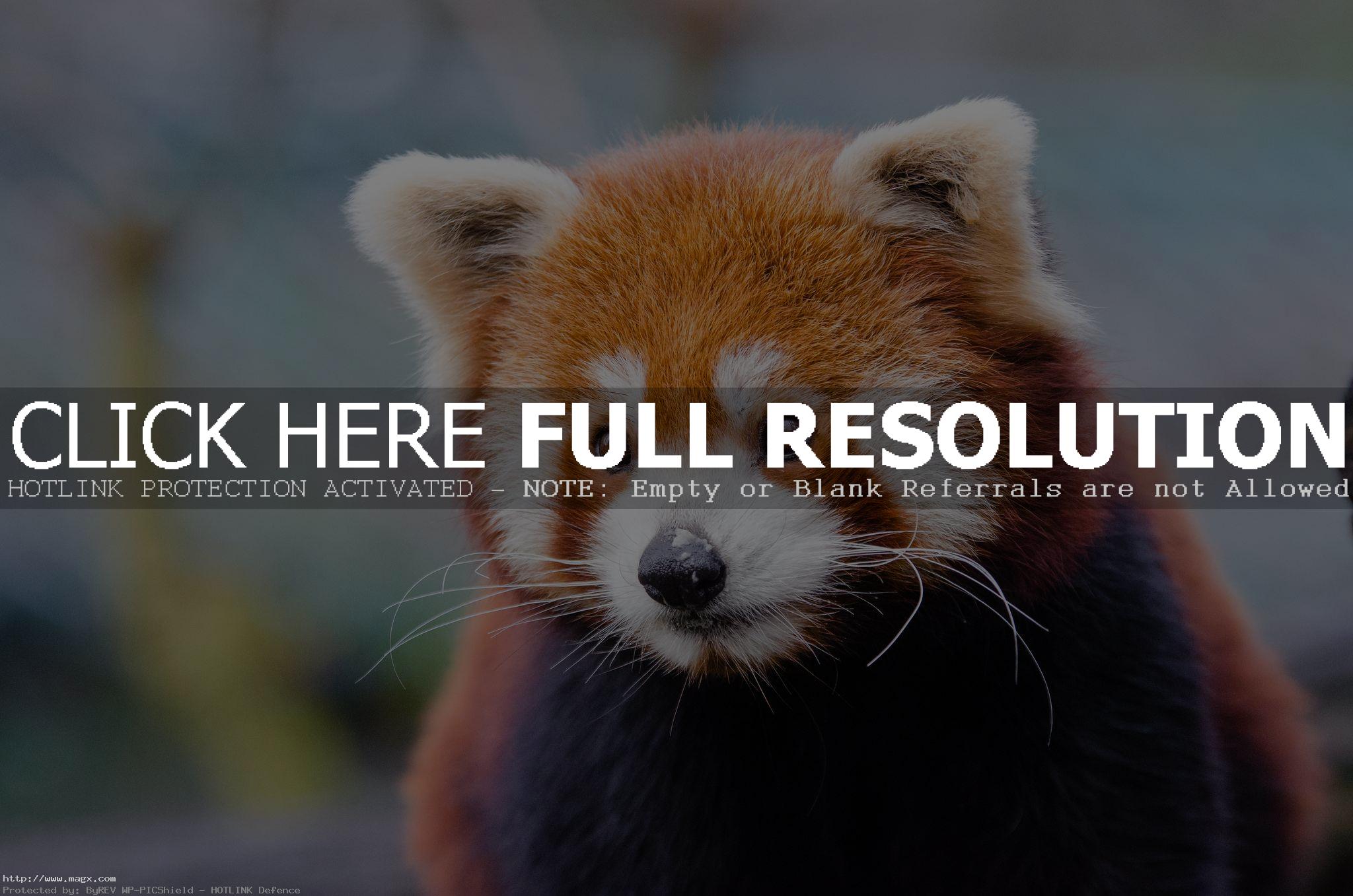 red panda5 Animals: Red Panda Facts and Photos