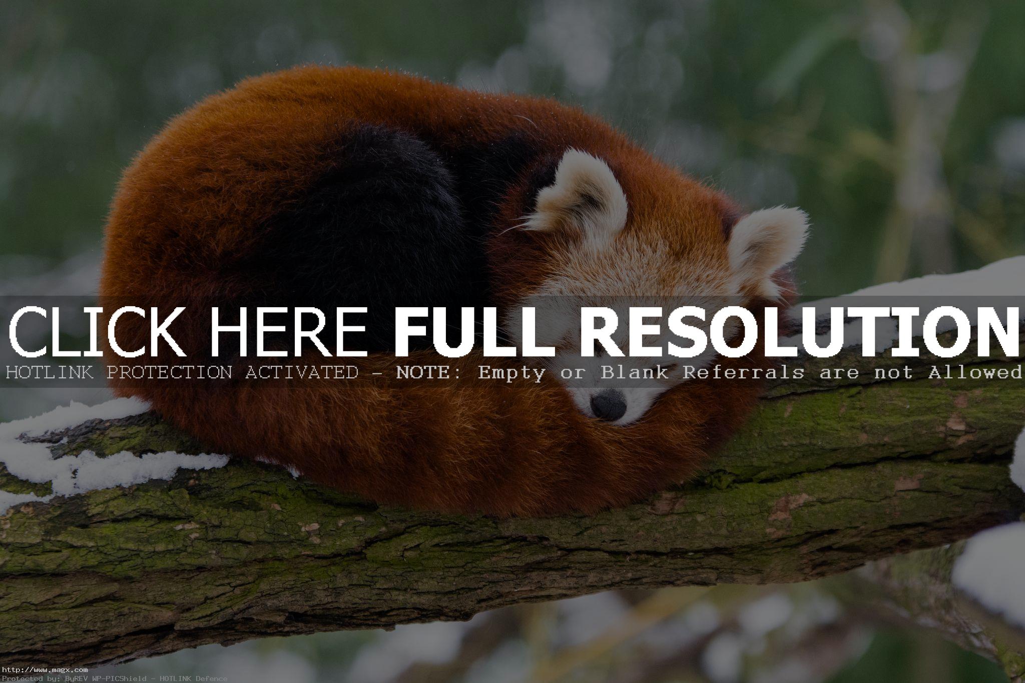 red panda7 Animals: Red Panda Facts and Photos