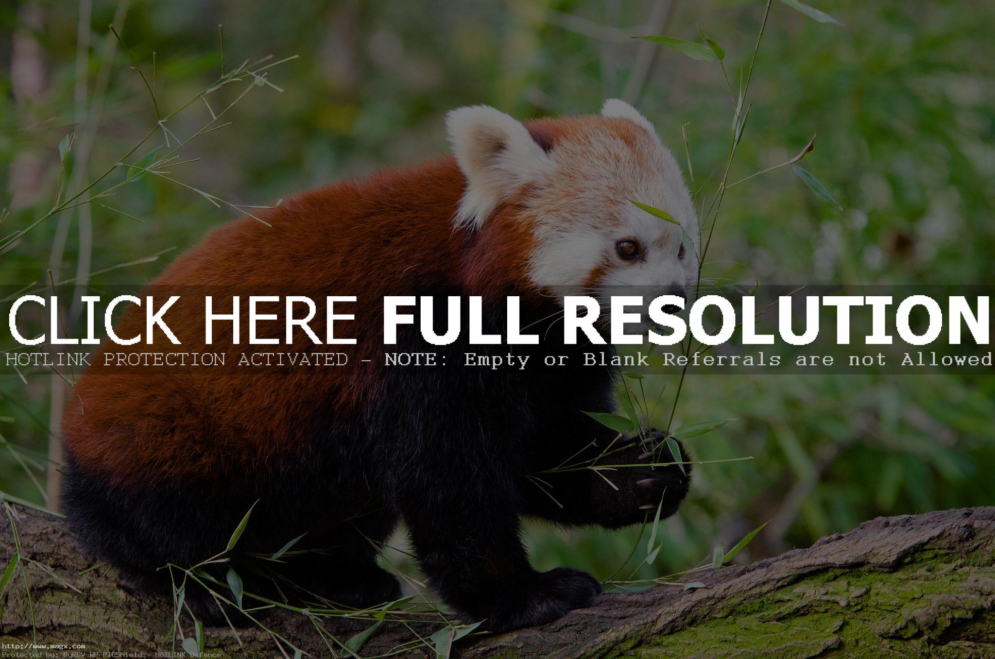 red panda8 Animals: Red Panda Facts and Photos