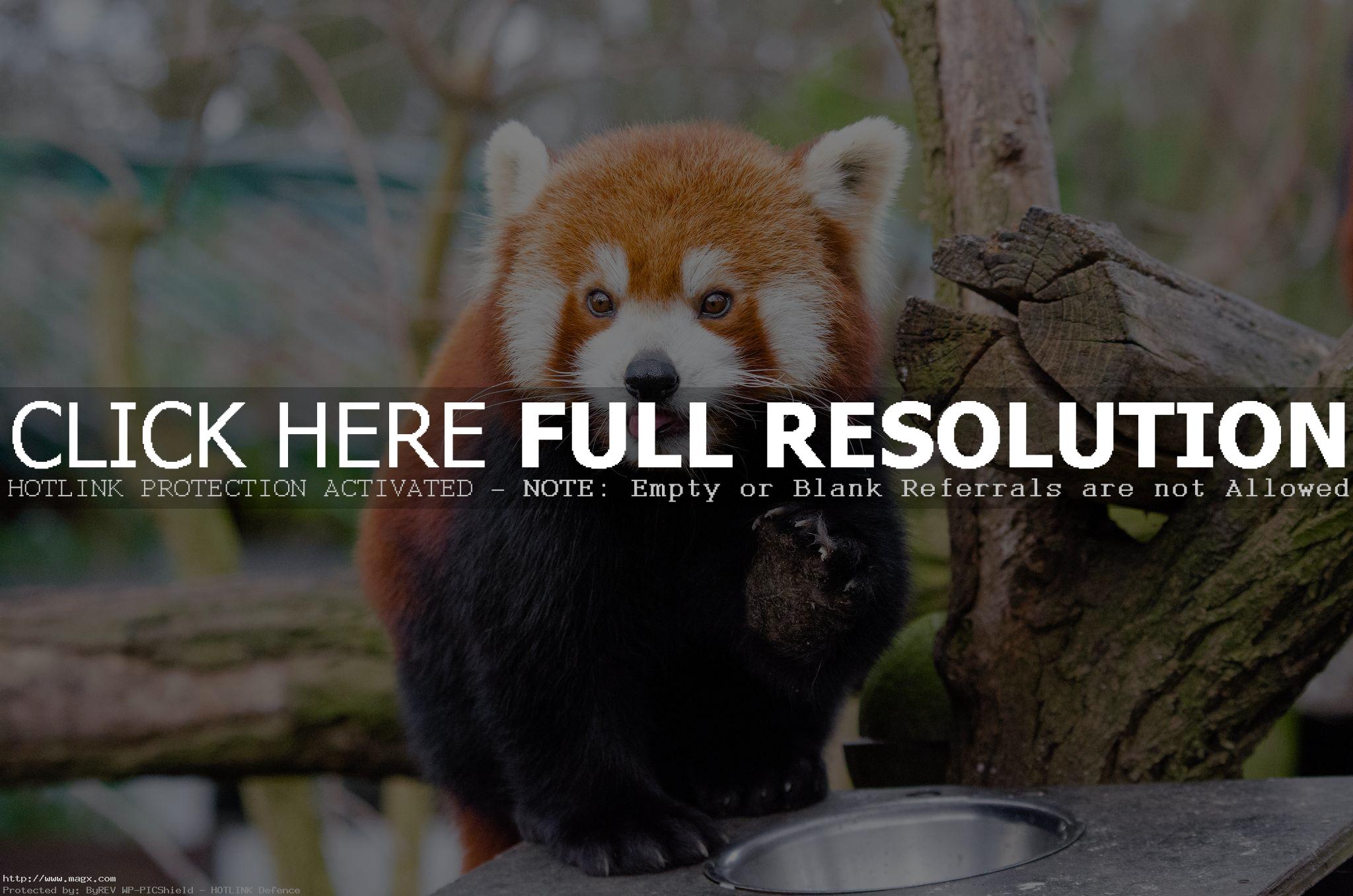 red panda9 Animals: Red Panda Facts and Photos