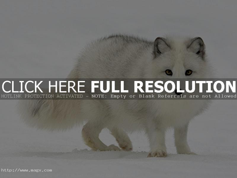 arctic fox1 Arctic Fox   Wild Animals
