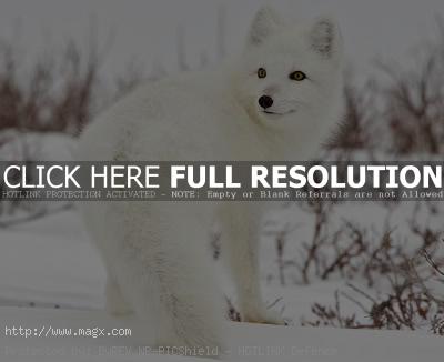 arctic fox2 Arctic Fox   Wild Animals