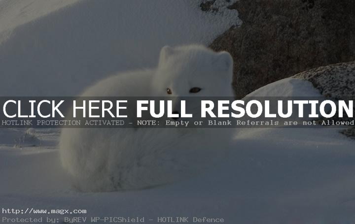 arctic fox3 Arctic Fox   Wild Animals
