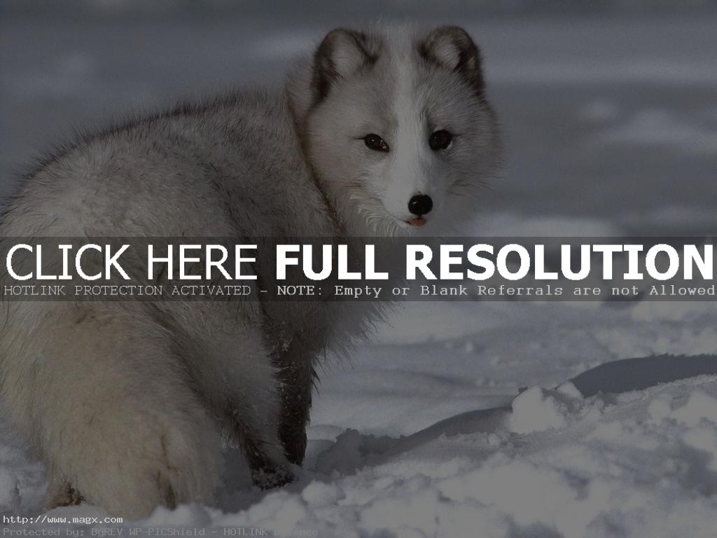 arctic fox4 Arctic Fox   Wild Animals