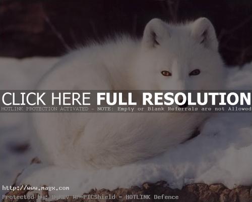 arctic fox5 Arctic Fox   Wild Animals