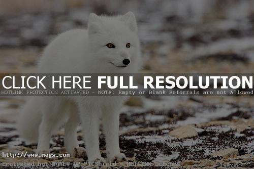 arctic fox6 Arctic Fox   Wild Animals