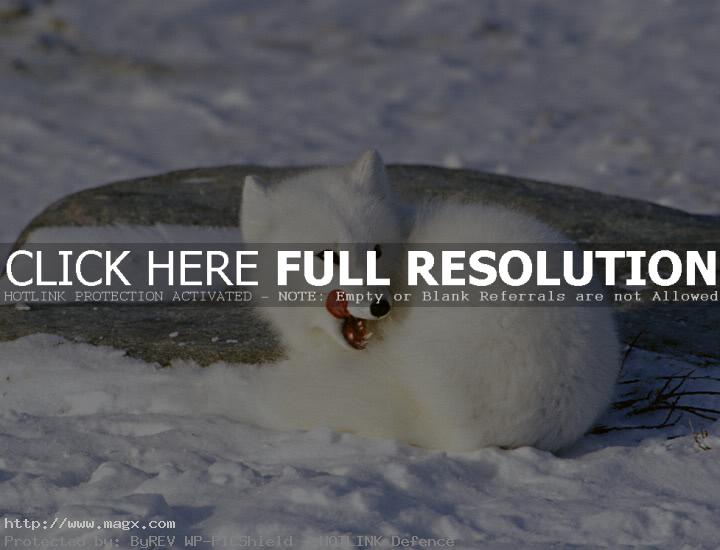 arctic fox8 Arctic Fox   Wild Animals