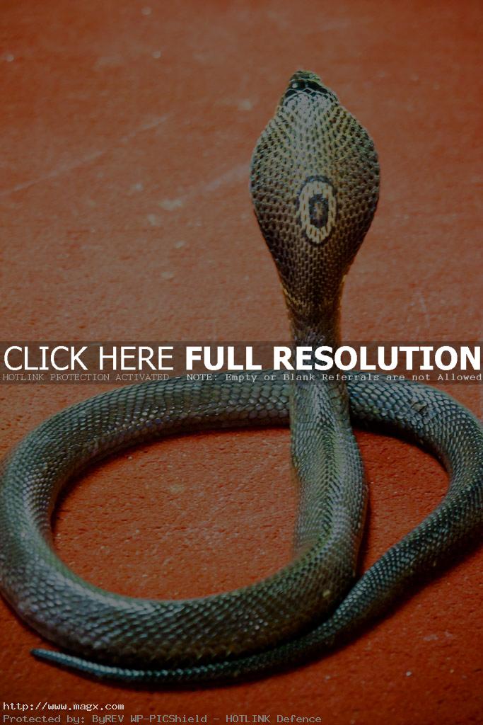 cobra snake10 Dangerous Phuket Cobra Show in Thailand