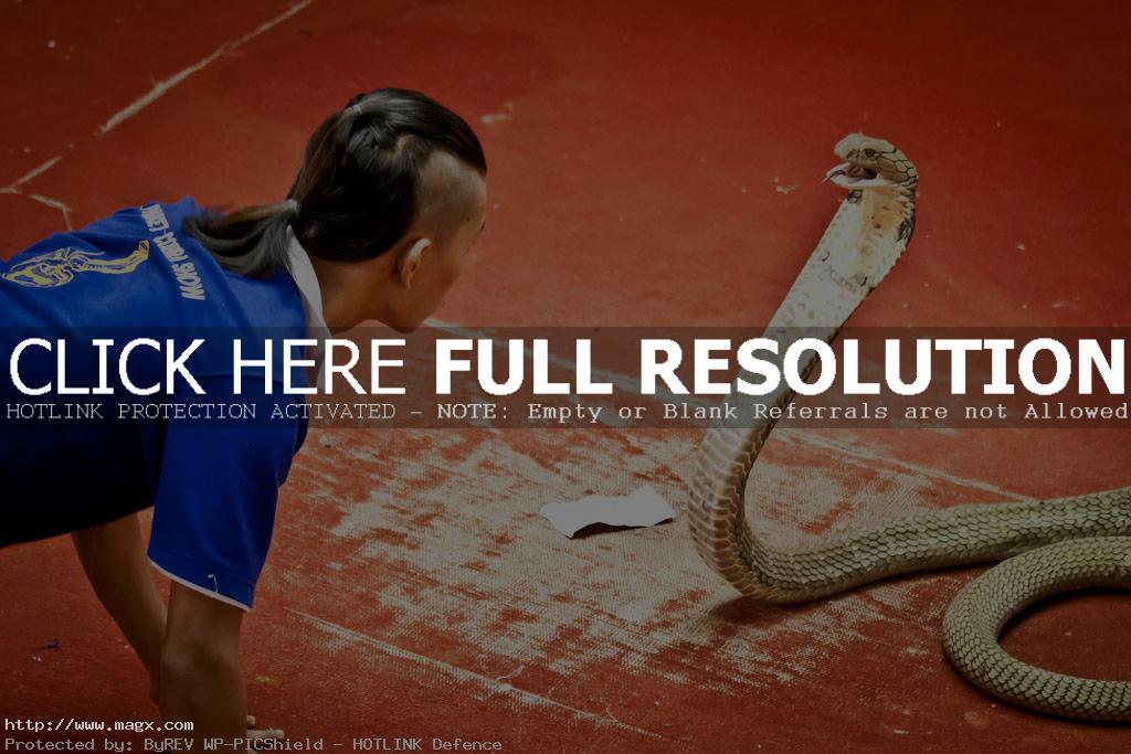 cobra snake2 Dangerous Phuket Cobra Show in Thailand