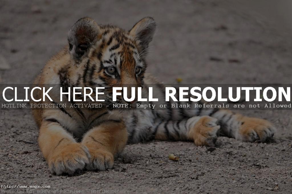 amur tiger Endangered Siberian Tiger Cubs