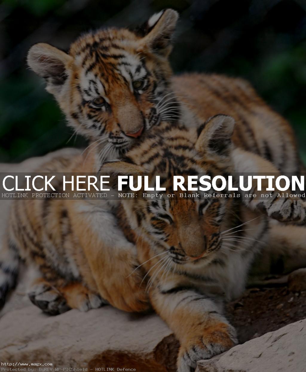 amur tiger3 Endangered Siberian Tiger Cubs