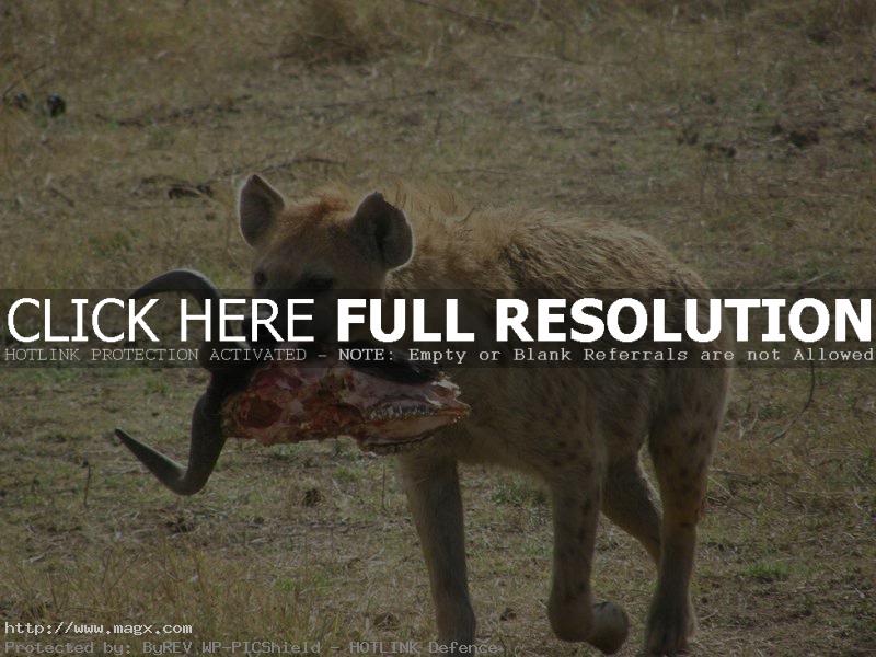 hyena3 What Do Hyenas Eat ?