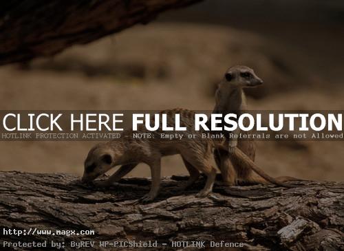 meerkats Meerkats   Cute Funny Predators