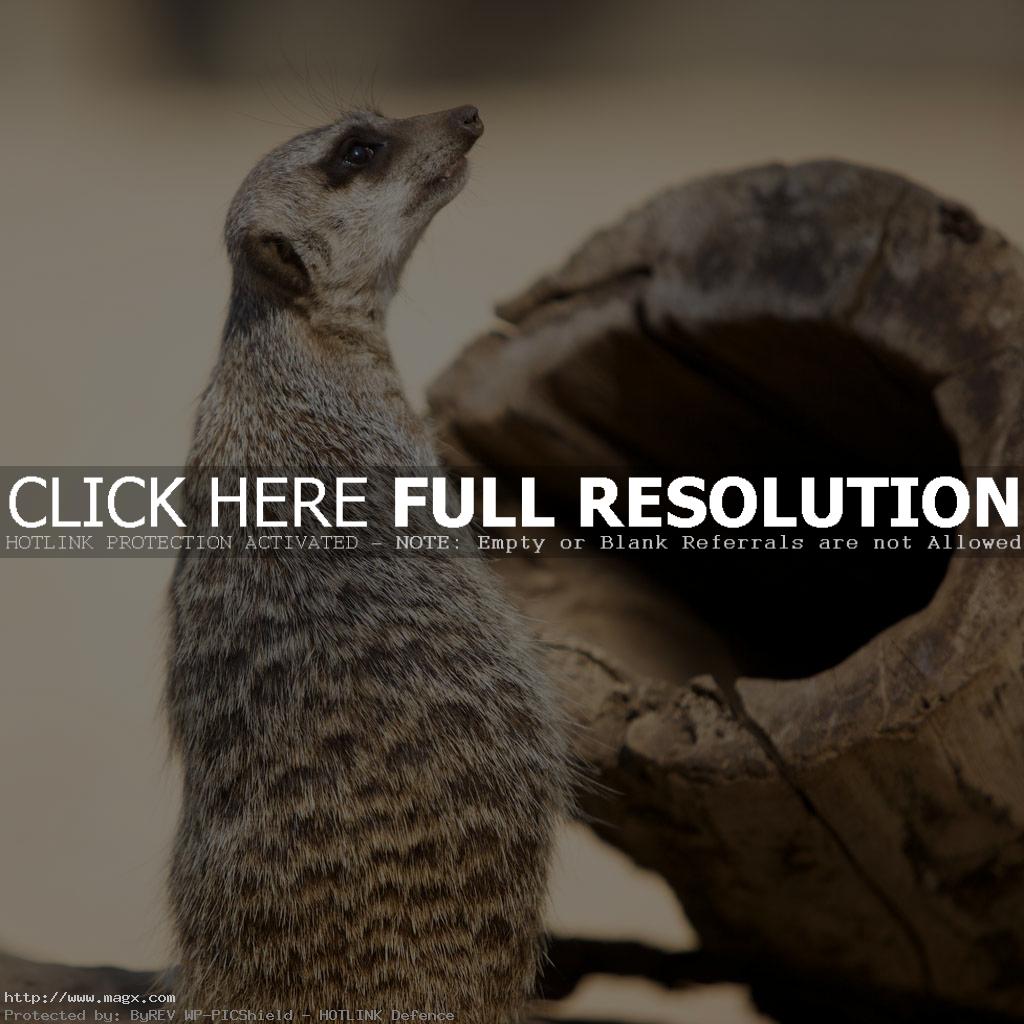 meerkats10 Meerkats   Cute Funny Predators