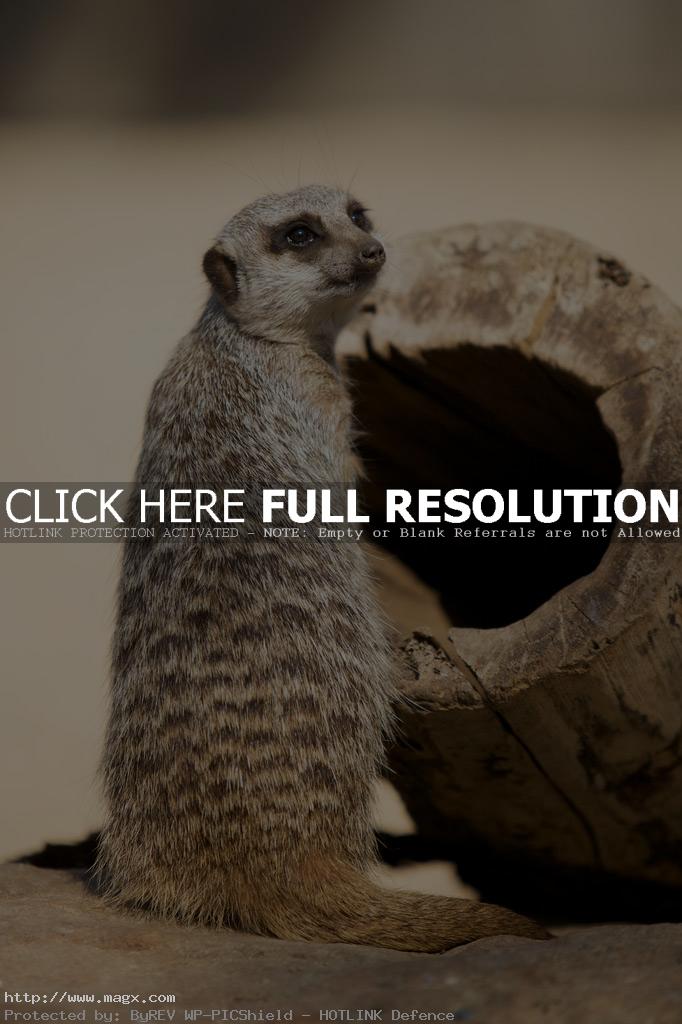 meerkats11 Meerkats   Cute Funny Predators
