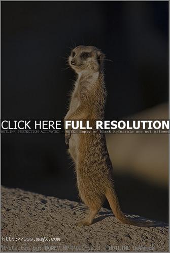 meerkats2 Meerkats   Cute Funny Predators
