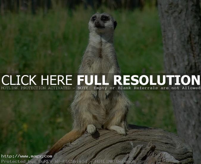 meerkats4 Meerkats   Cute Funny Predators