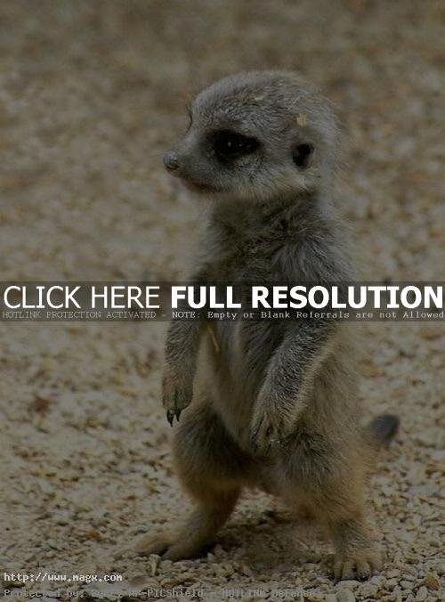 meerkats7 Meerkats   Cute Funny Predators