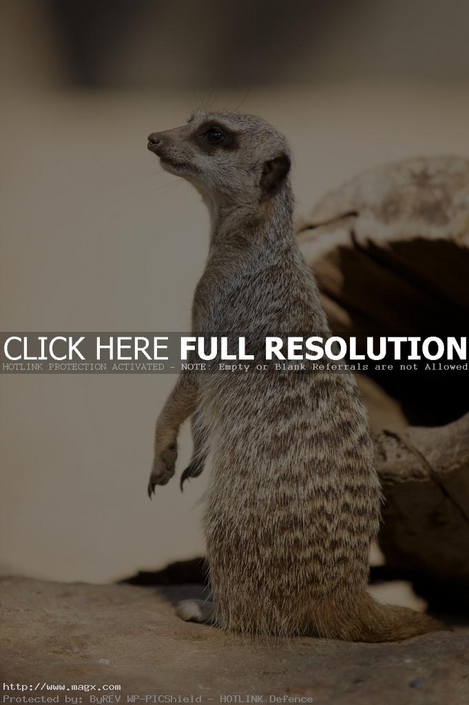 meerkats9 Meerkats   Cute Funny Predators