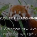 Animals: Red Panda Facts and Pho...