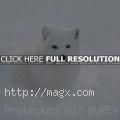 Arctic Fox – Wild Animals