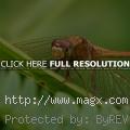 Dragonfly in Macro Photography