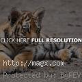 Endangered Siberian Tiger Cubs