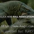 Facts About Komodo Dragons