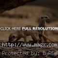 Meerkats – Cute Funny Pred...